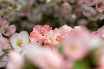 field of dainty, delicate Chaenomeles blossoms with particular focus