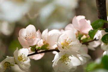 intimate view of dainty, delicate Chaenomeles blossoms