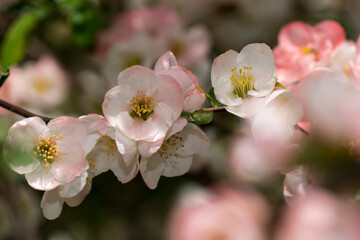 close up of dainty, delicate Chaenomeles blossoms