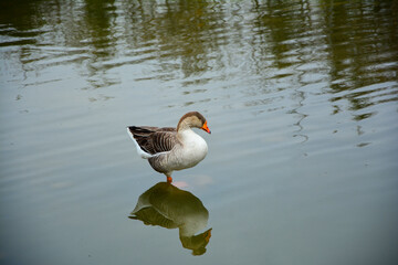 country goose on the beach