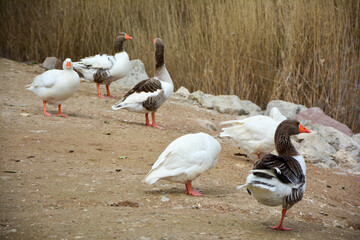 ducks on the beach