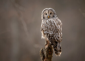 Ural owl ( Strix uralensis ) close up