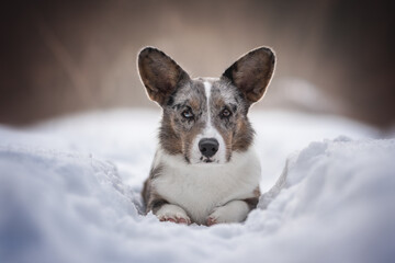 Marble welsh corgi cardigan among winter snowy forest