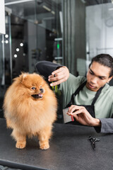 blurred african american pet hairdresser trimming spitz on grooming table.