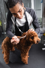 african american groomer cleaning ear of poodle on grooming table.