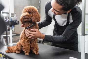 young african american groomer stroking poodle sitting on grooming table in pet salon.