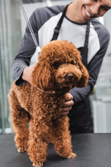 partial view of african american groomer cuddling poodle in pet salon.