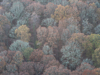 Autumn trees
