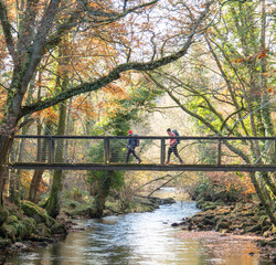 Autumn in the woods