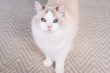 Fototapeta na wymiar Beautiful Ragdoll kitty cat with bright blue eyes standing on a light rug and looking at the camera.