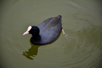 Spring Season, Swimming duck in lake