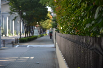 Obraz premium 歩道