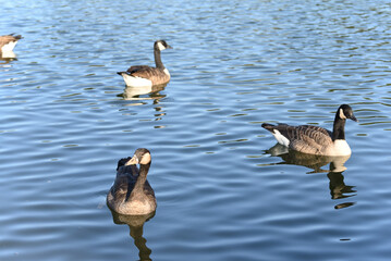 Canada goose in the lake on a warm summer day.