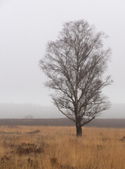 Naklejka na ściany i meble Tree in the mist