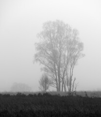 Tree in the mist