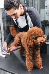 young african american pet barber holding nail clippers while grooming brown poodle.