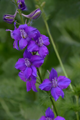 Fototapeta premium Doubtful knight's spur (Consolida ajacis). Called Rocket larkspur and Giant larkspur also.