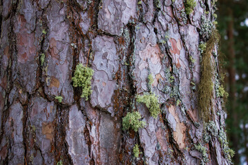 The Moss on the bark of a pine close-up. Green moss on the bark. Natural moss on wood background.