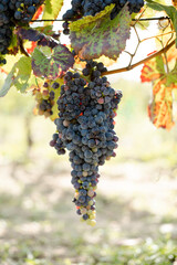 Big bunch of ripe grapes with small berries on the vineyard