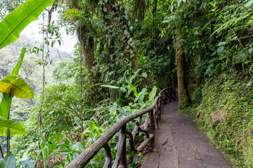 Trail Hiking trail jungle trail in the rainforest of costa rica