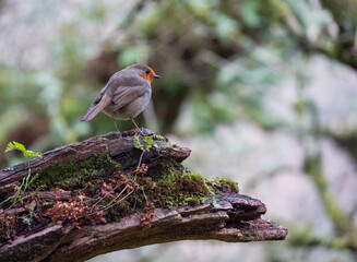 Robin in the woods