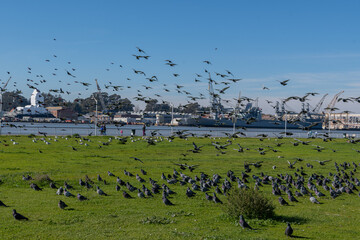Large flock of birds on the grass and flying around the park

