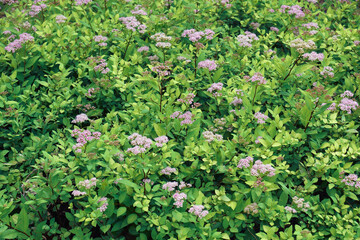 Japanese meadowsweet (Spiraea japonica). Called Japanese spiraea also.