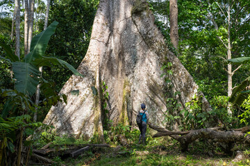 Fototapeta premium A ceiba, giant tree of the amazonian forest, near the village of Puerto Nariño, Amazonia, Colombia