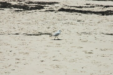 Gabbiano solitario che cerca cibo sulla spiaggia di Adelaide. South Australia.  