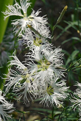 Fringed pink (Dianthus superbus). Called Large pink also.