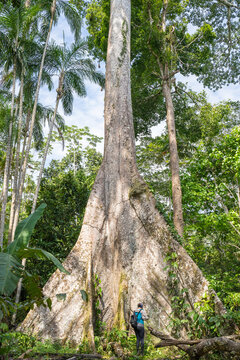 A ceiba, giant tree of the amazonian forest, near the village of Puerto Nariño, Amazonia, Colombia