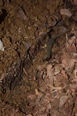 lagartija nocturna reticulada