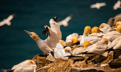 Northern Gannets Nesting at Cape Saint Mary's Newfoundland