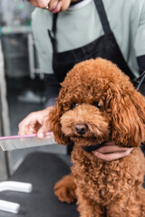 cropped view of blurred african american man holding comb near poodle in grooming salon.
