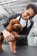 joyful african american groomer cutting claws of poodle in pet salon.