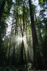 Fototapeta na wymiar The Redwoods Sunrise