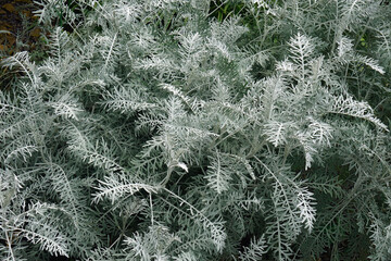 Powis Castle wormwood (Artemisia arborescens 'Powis Castle'). Hybrid between Artemisia arborescens and Artemisia absinthum.