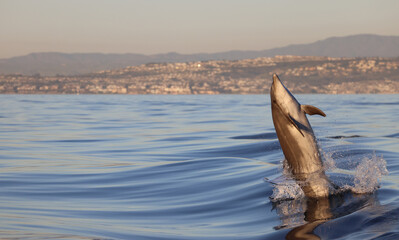 bottlenose dolphin, dolphins in the sea, dolphins in the ocean, dolphin jumping into the water