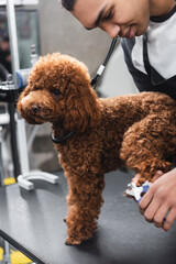 positive african american groomer cutting claws of poodle in pet barbershop.