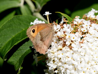 Fototapeta premium Schmetterling Ochsenauge auf Sommerflieder