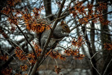 Central Park Squirrel