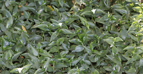 A mass of wondering dew growing in a garden. Tradescantia fluminensis