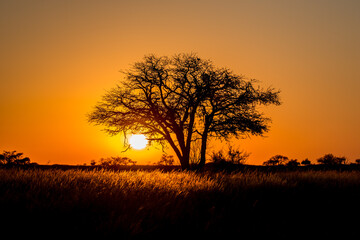 Sonnenaufgang in der Kalahari - obrazy, fototapety, plakaty