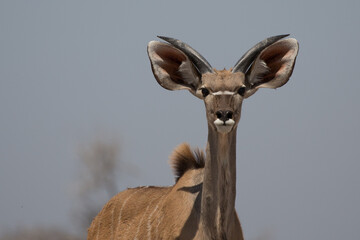 Nieuwsgierige koedoe-antilope