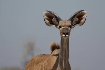 Deurstickers Antilope Nieuwsgierige koedoe-antilope
