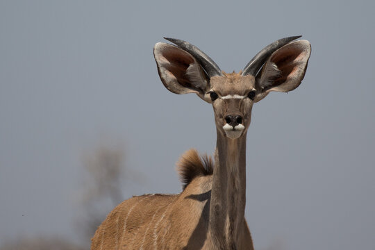 Neugierige Kudu Antilope