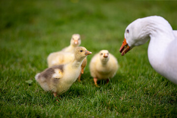 duck and ducklings
