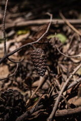pine pineapple on a dried branch