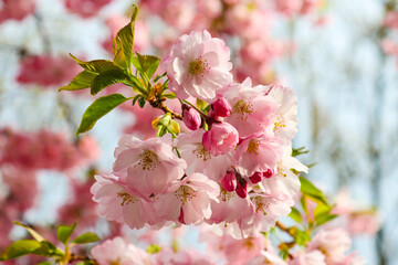 Beautiful blooming sakura or cherry tree branches close-up. Springtime, floral background. Selective focus