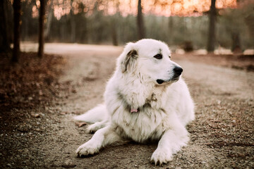 Great Pyrenees dog at sunrise